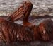 211005124857-01-wildlife-oil-spill-file